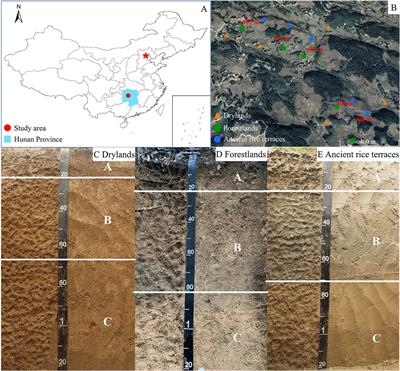 Reshaping of soil carbon and nitrogen contents in quincentenary ancient rice terraces: The role of both short-term abandonment and prokaryotic functional groups